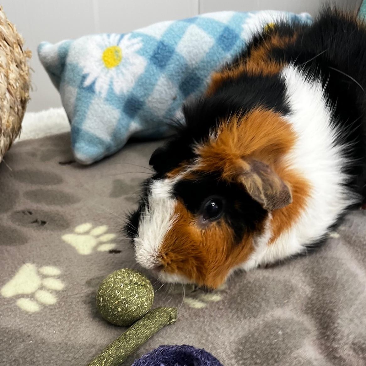 Enlarge Neo (Neutered), a ADOPTABLE Guinea Pig in Oakland, CA image 5/6