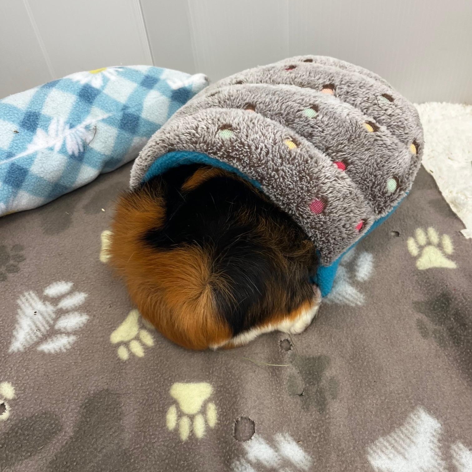 Enlarge Neo (Neutered), a ADOPTABLE Guinea Pig in Oakland, CA image 6/6