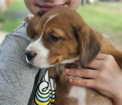 Mistletoe CainRd, Adoptable, Puppy Female Beagle & Australian Shepherd.