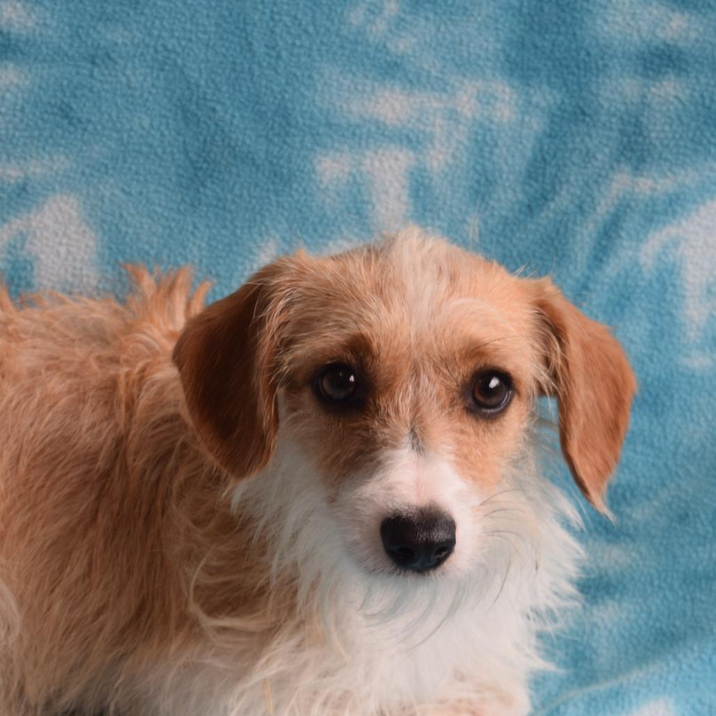 Jerry, Adoptable, Adult Male Chihuahua & Terrier.