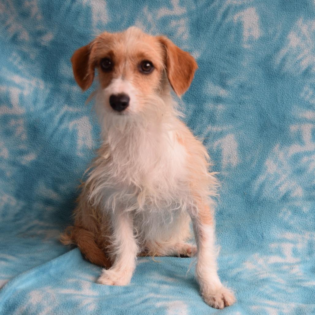 Enlarge Jerry, a Adoptable mixed breed in Eureka, CA image 2/3