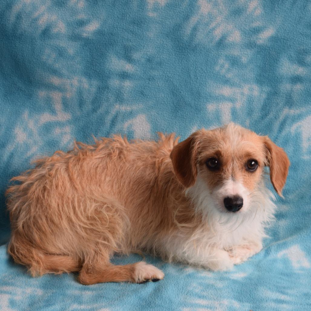 Enlarge Jerry, a Adoptable mixed breed in Eureka, CA image 3/3