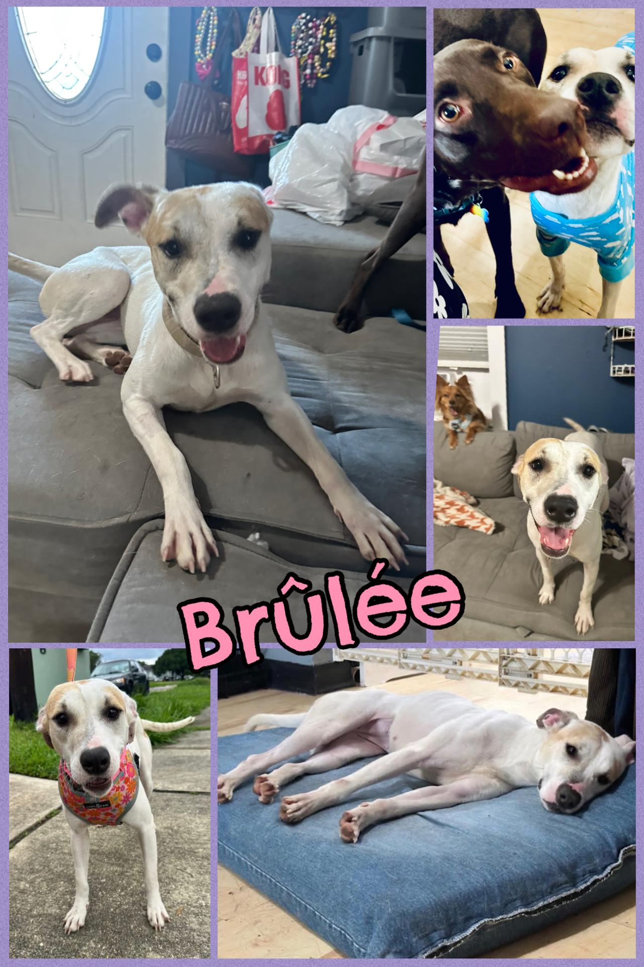 Enlarge Brulee, a Adoptable mixed breed in Jefferson , LA image 5/6