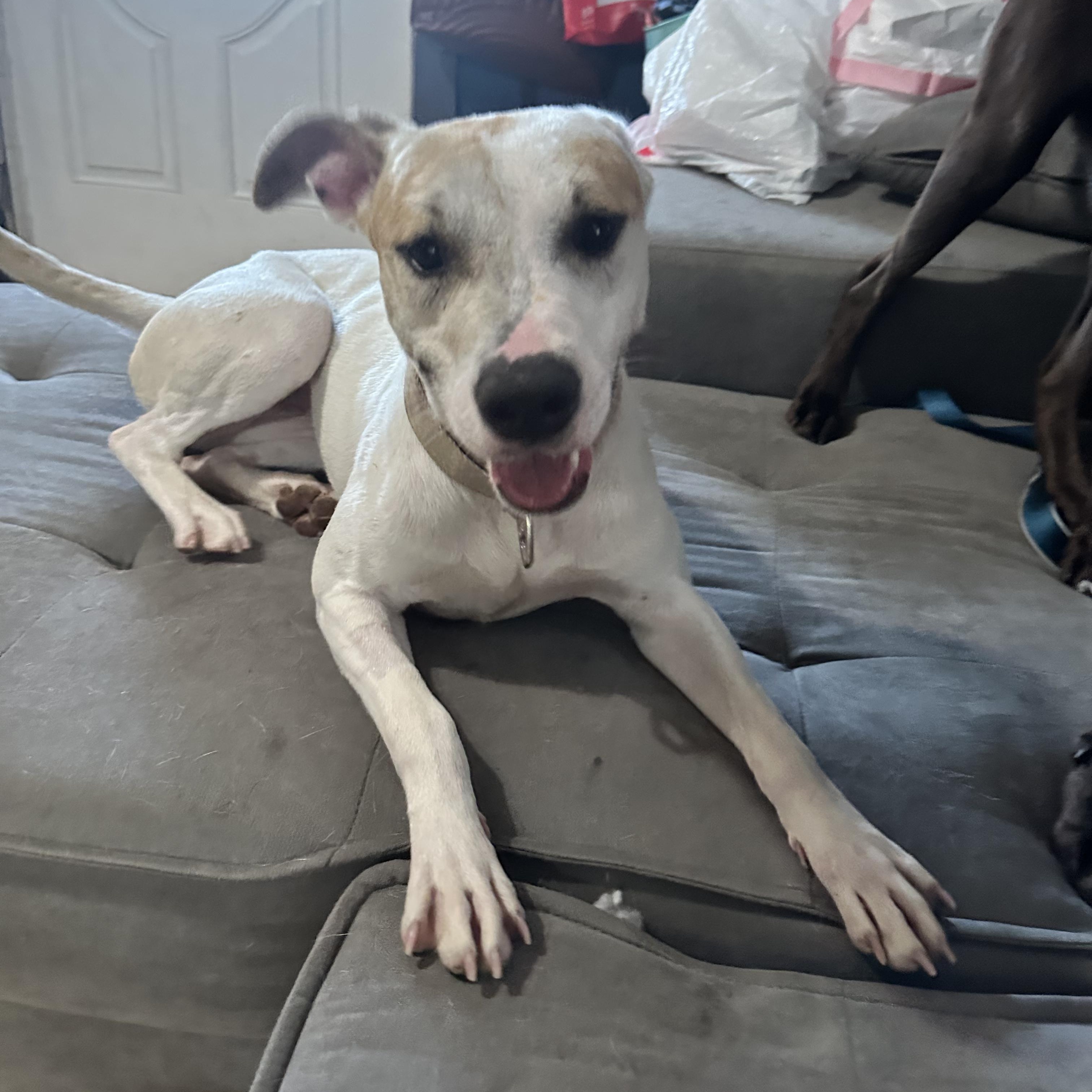 Enlarge Brulee, a Adoptable mixed breed in Jefferson , LA image 3/6