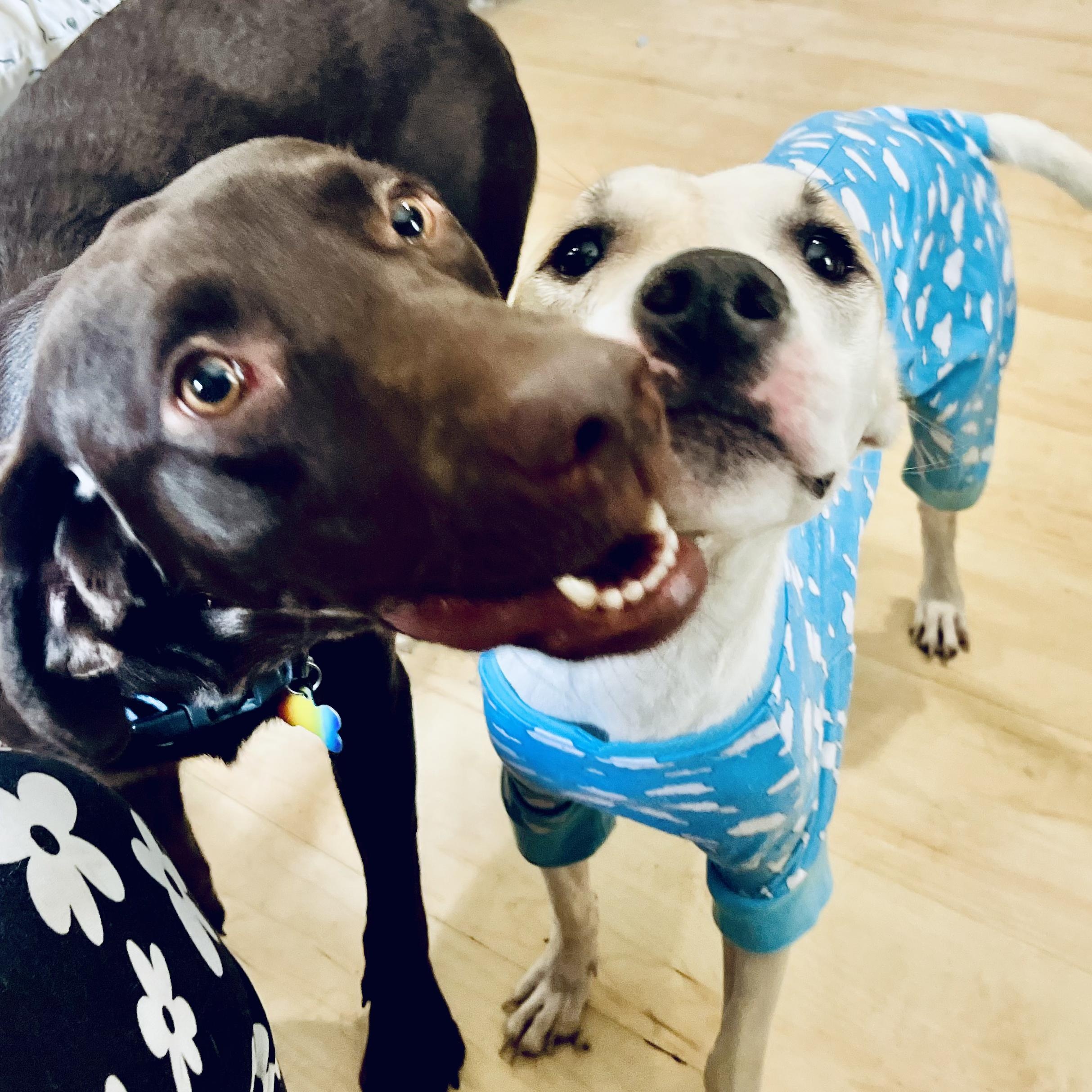 Enlarge Brulee, a Adoptable mixed breed in Jefferson , LA image 6/6