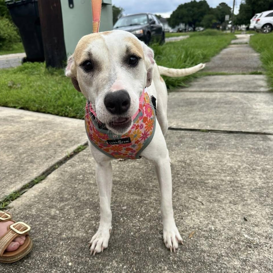Brulee, Adoptable, Young Female Terrier.
