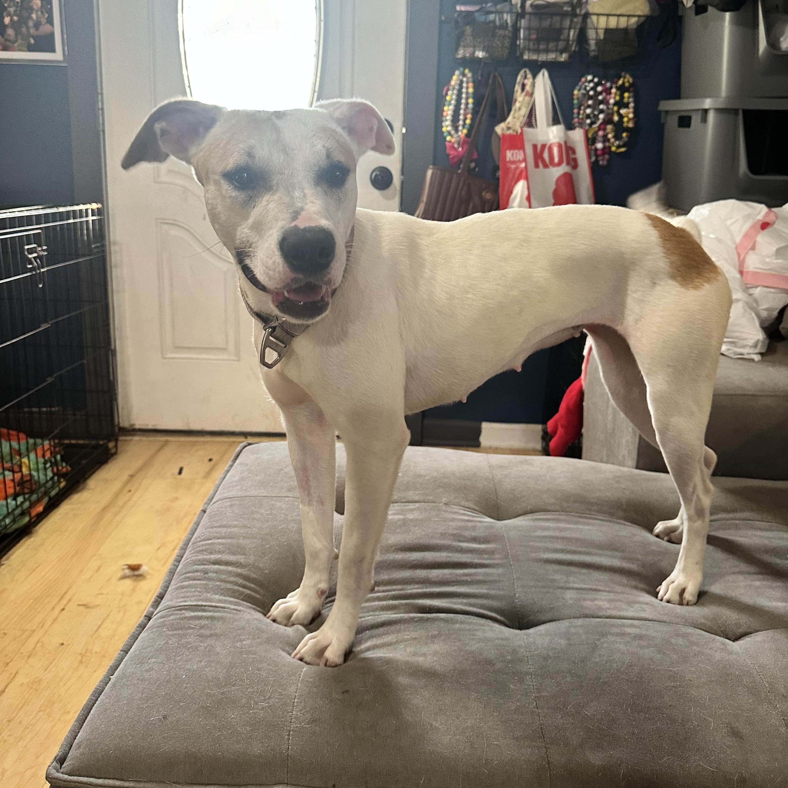 Enlarge Brulee, a Adoptable mixed breed in Jefferson , LA image 4/6