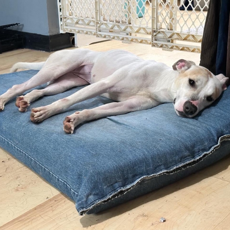 Enlarge Brulee, a Adoptable mixed breed in Jefferson , LA image 2/6