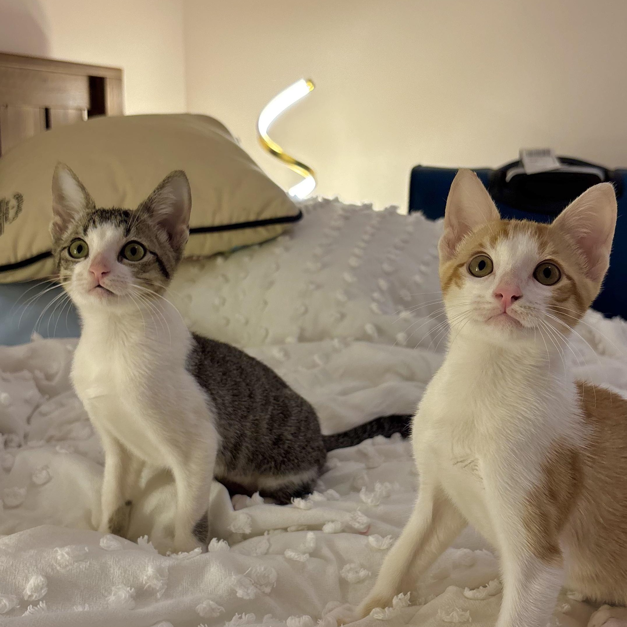 Enlarge Cinnabon, a Adoptable Domestic Short Hair in Woodbine, MD image 5/6