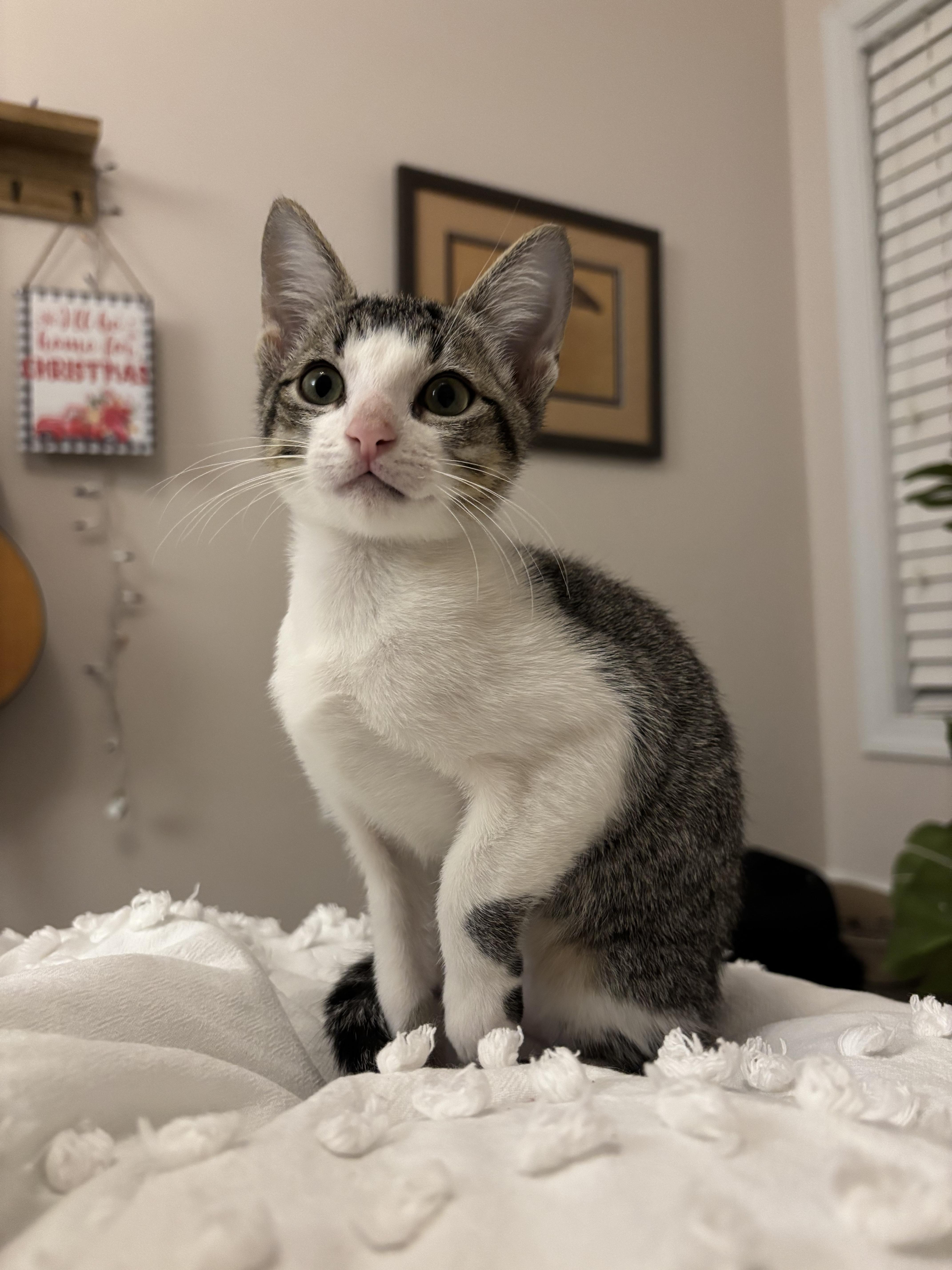 Enlarge Cinnabon, a Adoptable Domestic Short Hair in Woodbine, MD image 2/6