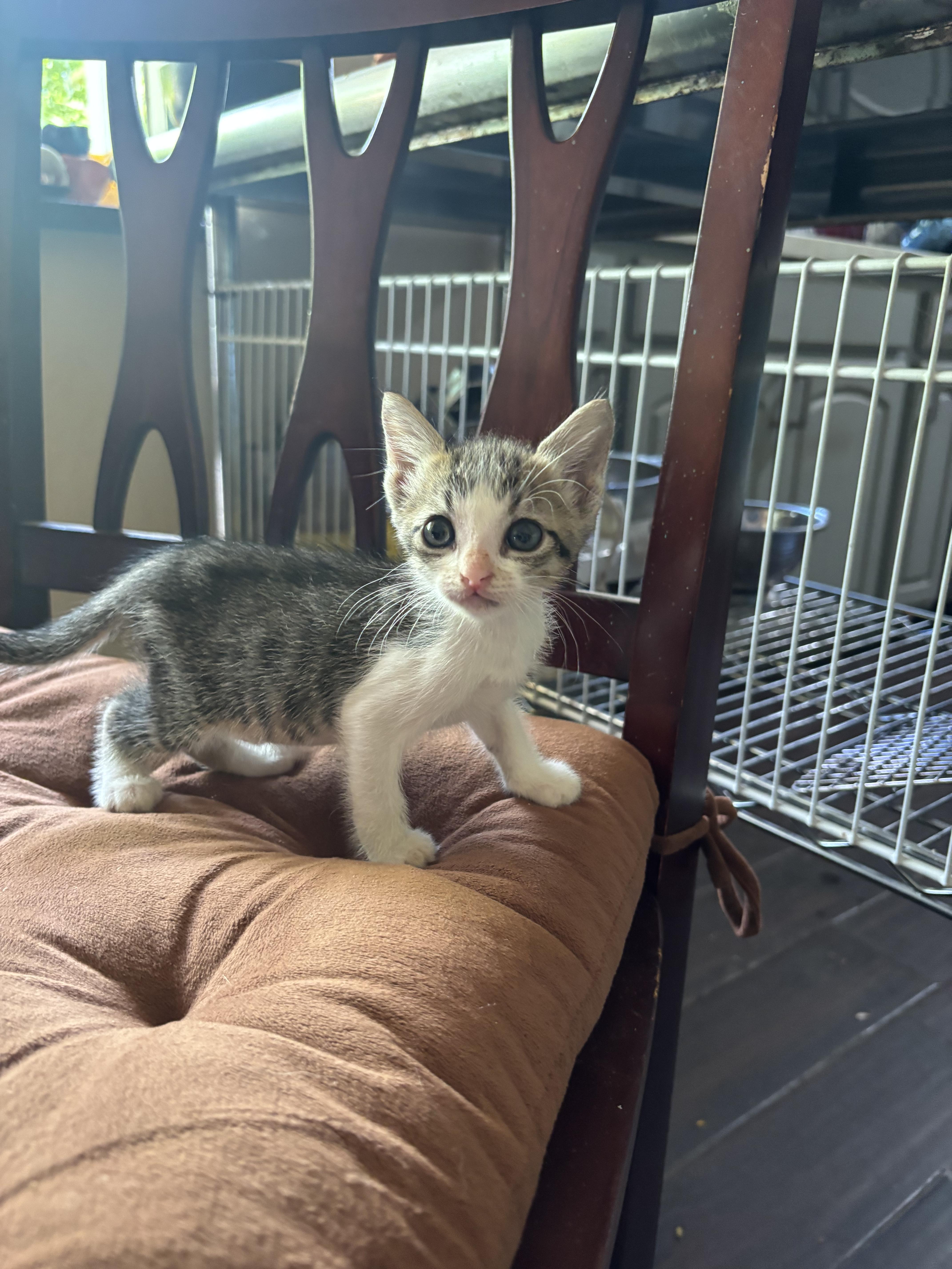 Enlarge Cinnabon, a Adoptable Domestic Short Hair in Woodbine, MD image 6/6