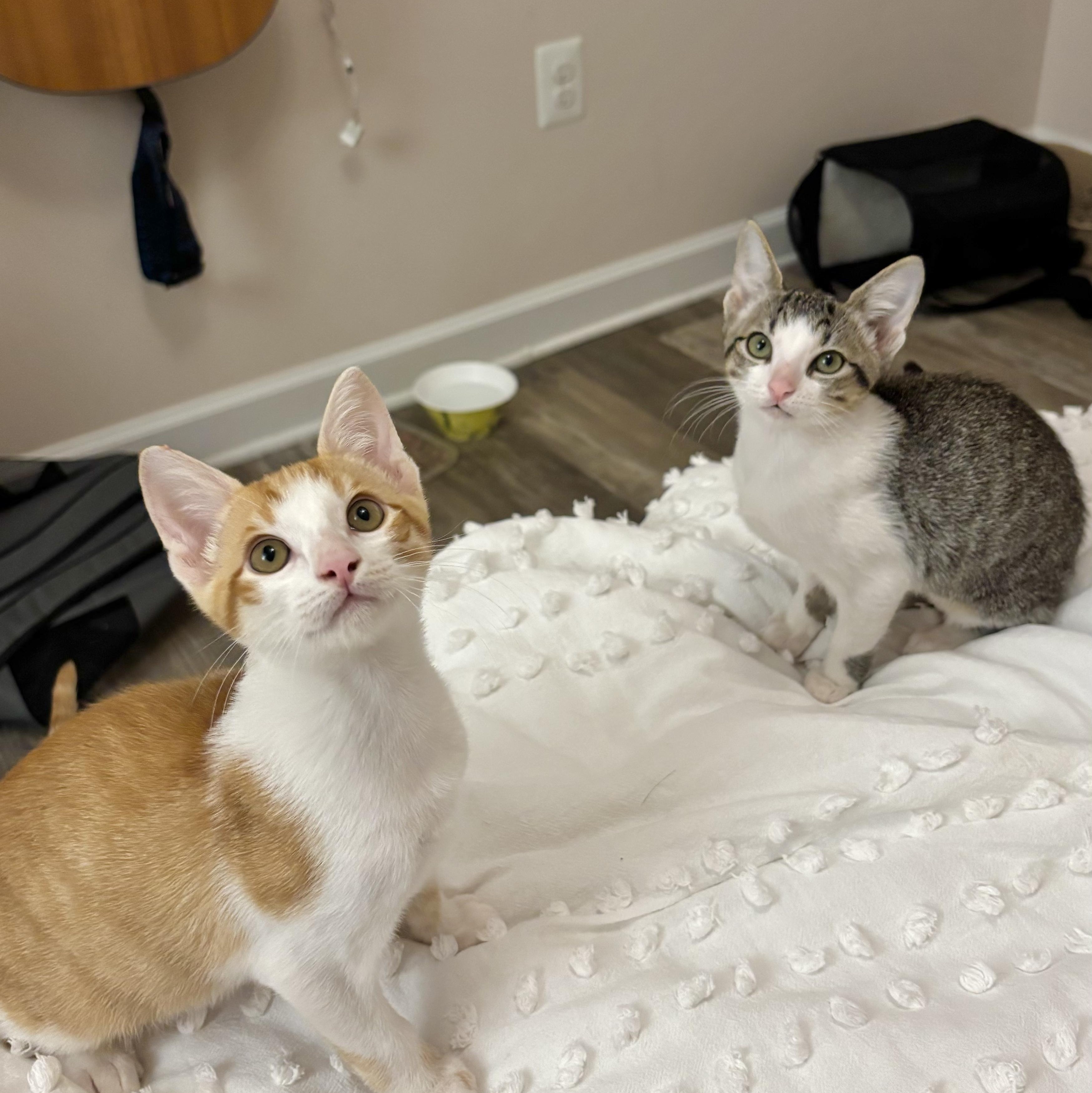 Enlarge Cinnabon, a Adoptable Domestic Short Hair in Woodbine, MD image 3/6