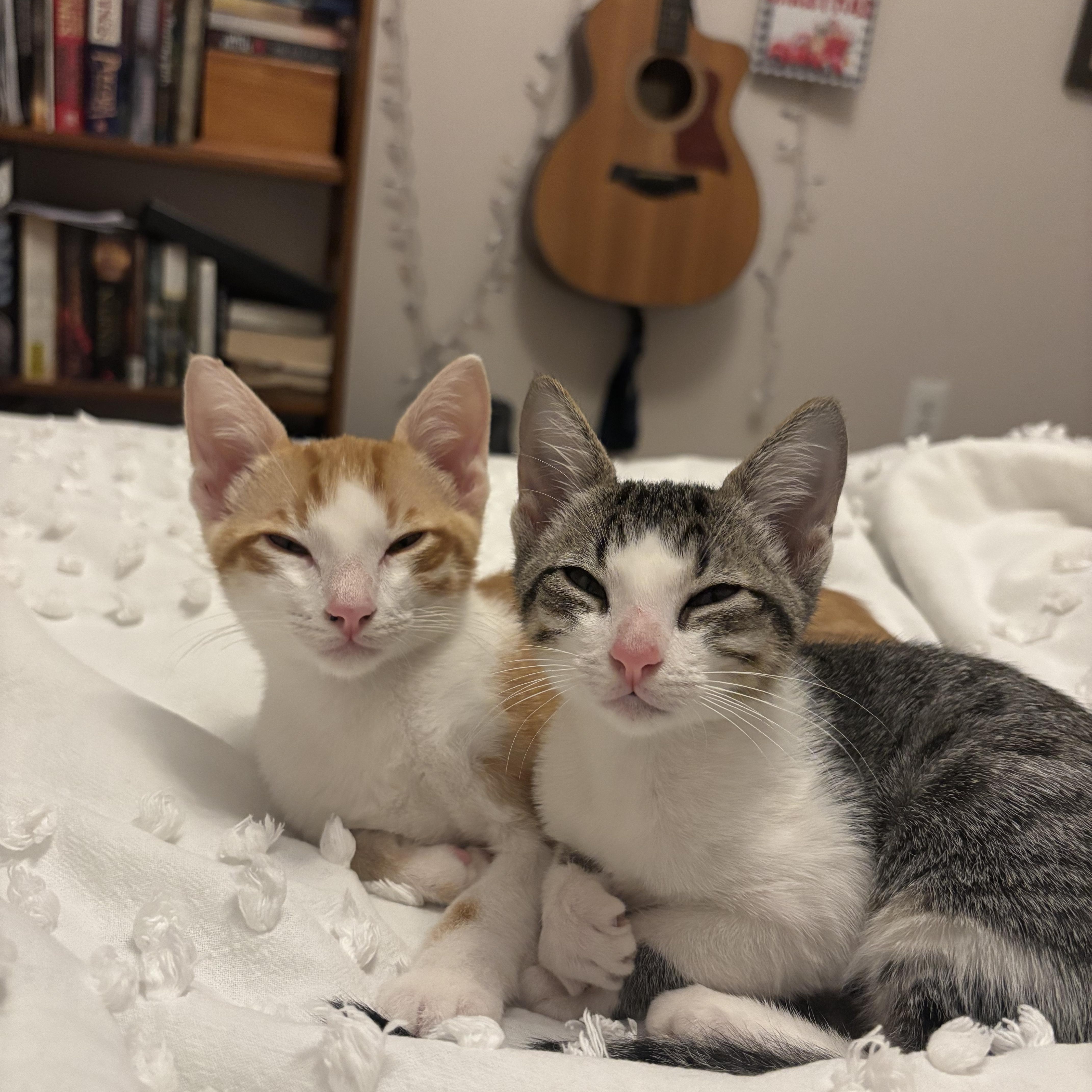 Enlarge Cinnabon, a Adoptable Domestic Short Hair in Woodbine, MD image 4/6