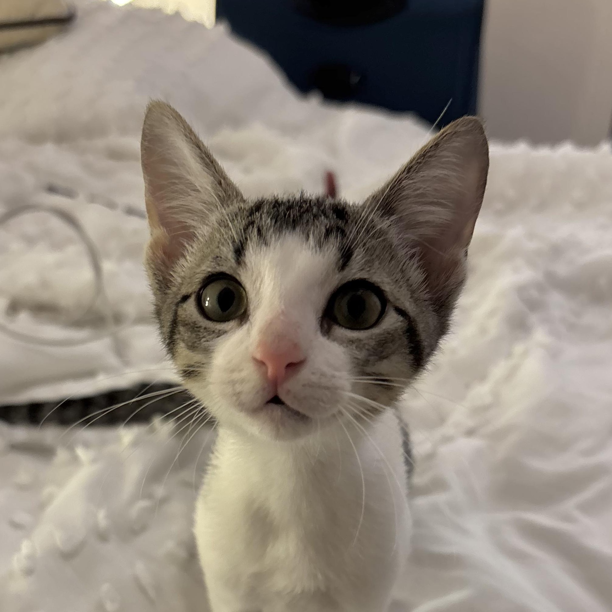 Cinnabon, Adoptable, Kitten Female Domestic Short Hair.