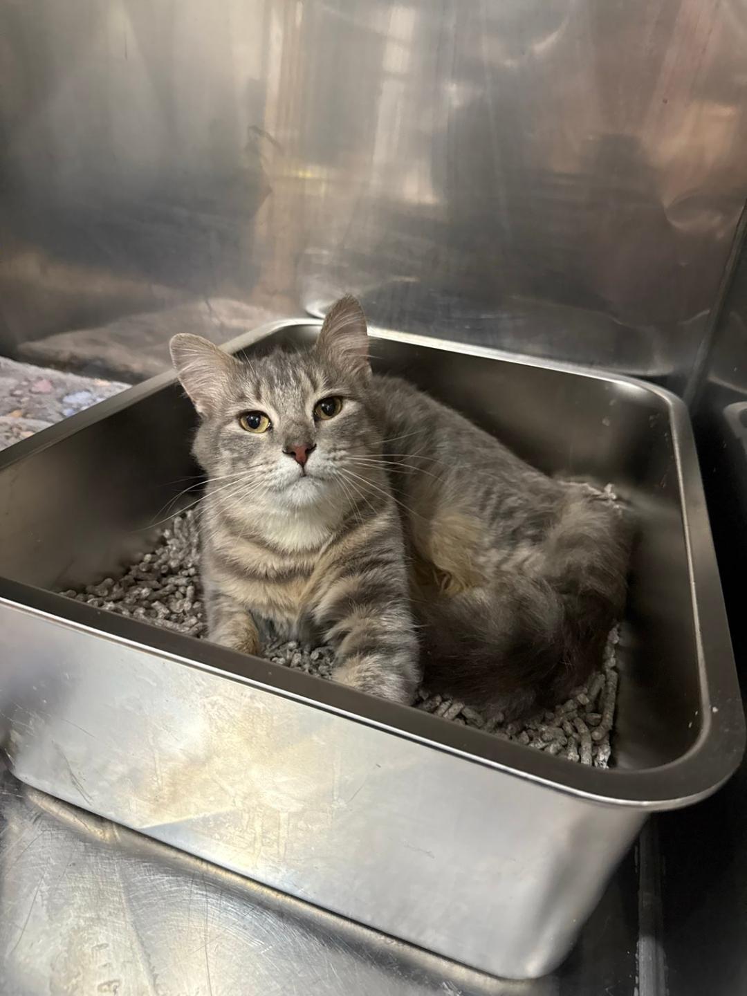 L'Oreal, ADOPTABLE, Adult Female Domestic Short Hair.