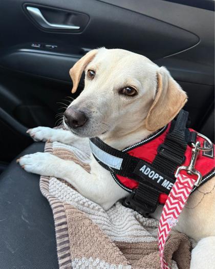 Lucas Alejandro, an adopted mixed breed in Carrollton, TX image 1/3