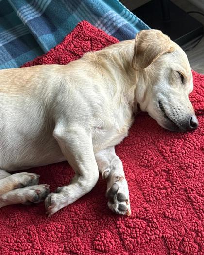 Lucas Alejandro, an adopted mixed breed in Carrollton, TX image 2/3