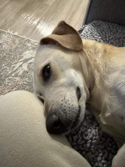 Lucas Alejandro, an adopted mixed breed in Carrollton, TX image 3/3