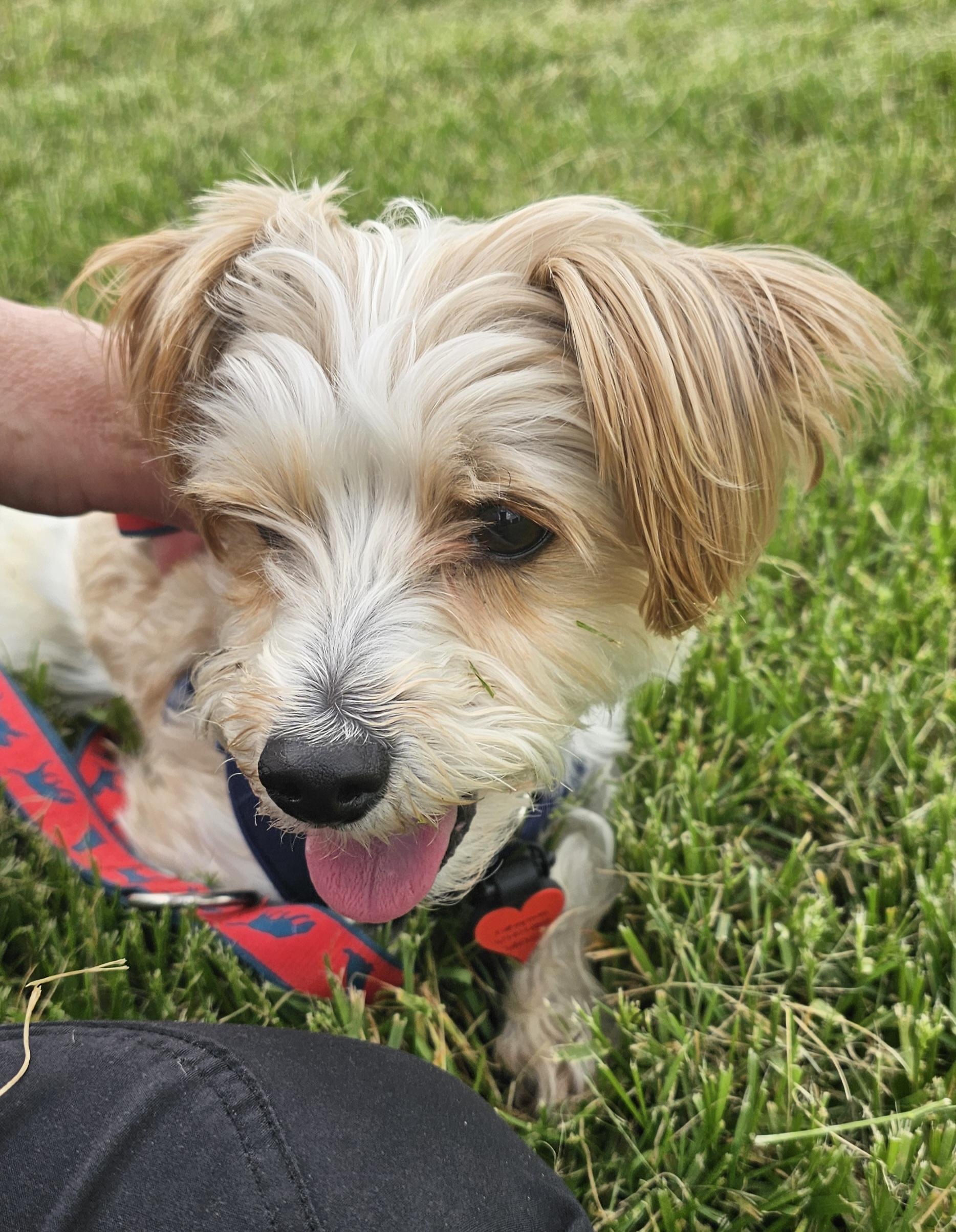 Milo, an adoptable mixed breed in Columbia, MO image 3/4