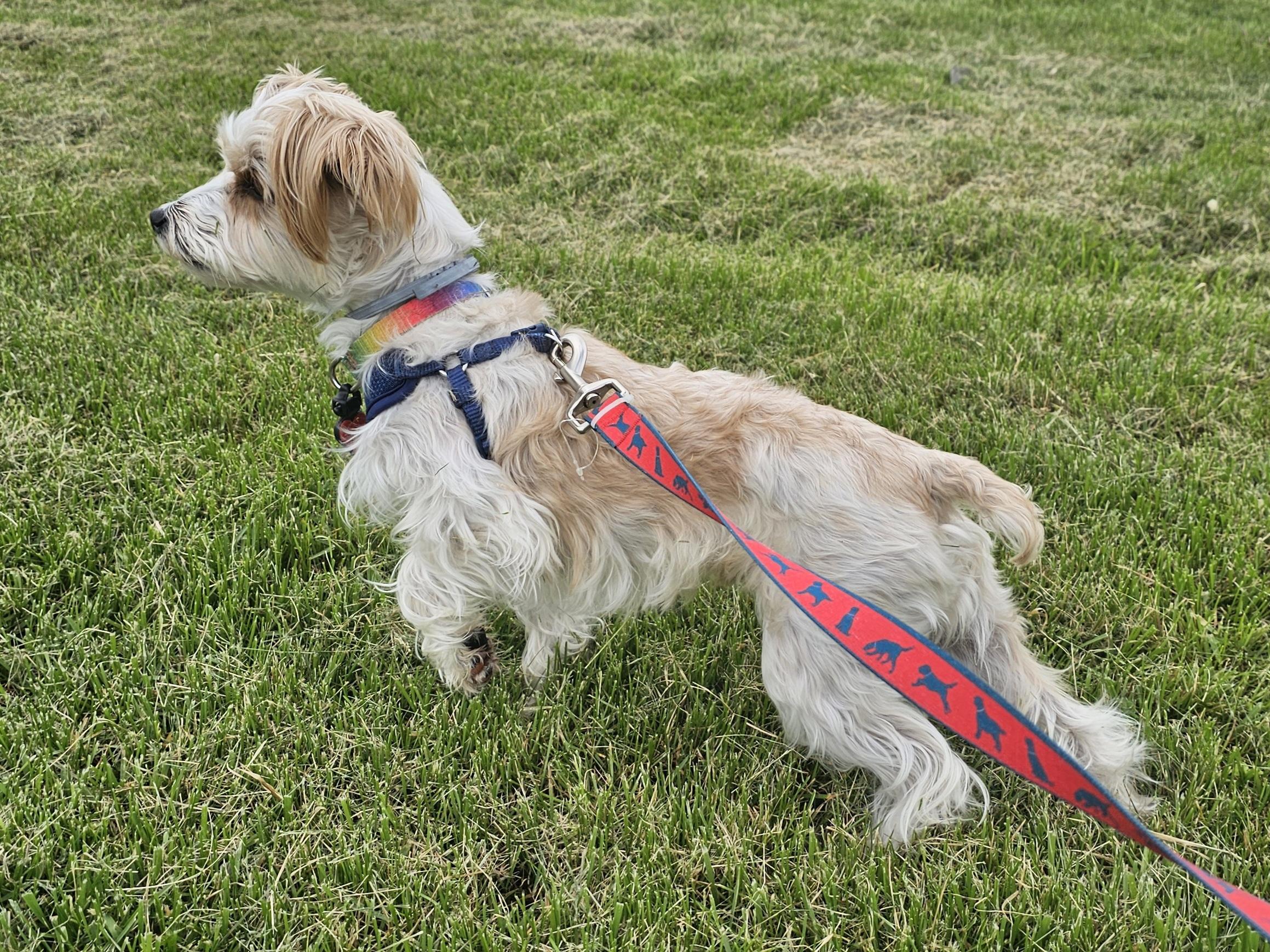 Milo, an adoptable mixed breed in Columbia, MO image 2/4