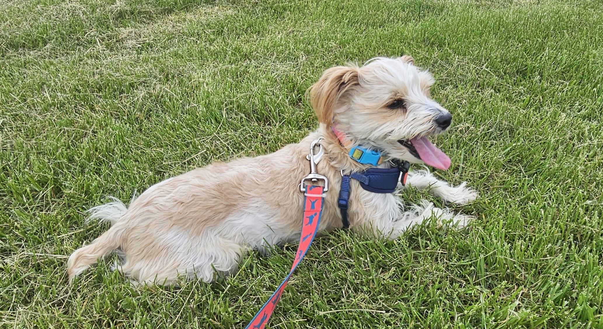 Milo, an adoptable mixed breed in Columbia, MO image 4/4