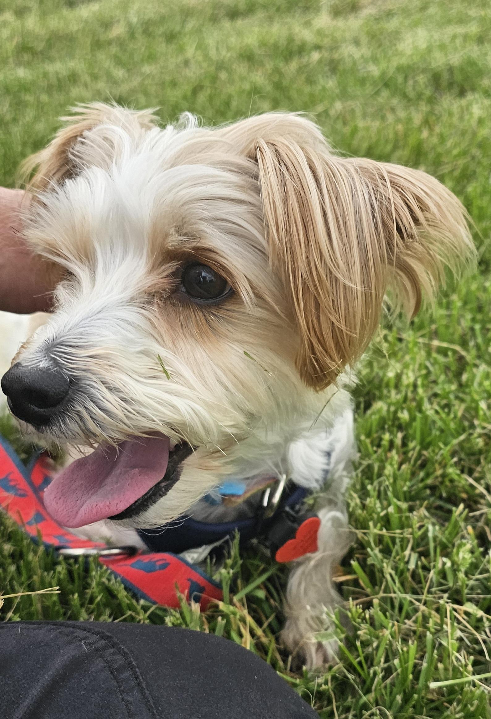 Milo, an adoptable mixed breed in Columbia, MO image 1/4