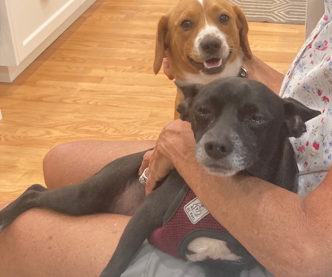 Tater, a Adopted Puggle in POTOMAC, MD image 1/6