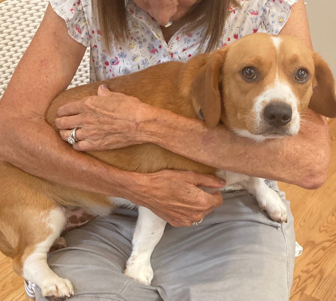 Tater, a Adopted Puggle in POTOMAC, MD image 2/6