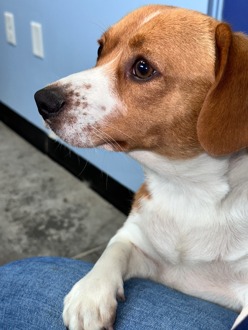 Tater, a Adopted Puggle in POTOMAC, MD image 3/6