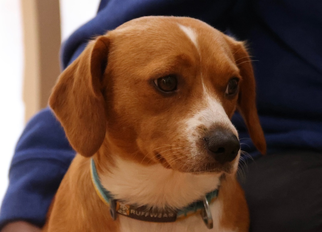 Tater, a Adopted Puggle in POTOMAC, MD image 4/6