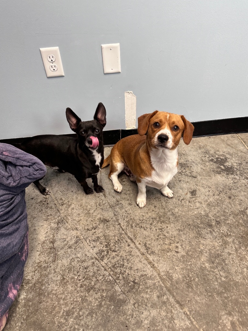 Tater, a Adopted Puggle in POTOMAC, MD image 5/6