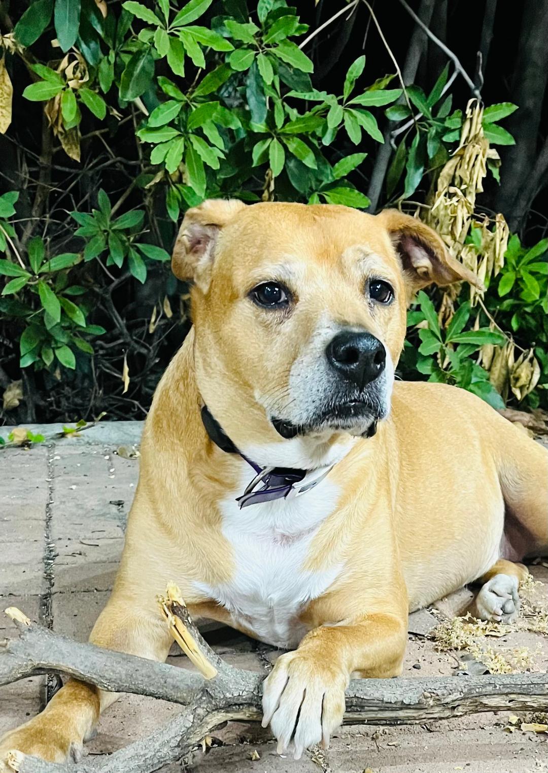 KODA, Adoptable, Adult Female American Staffordshire Terrier.