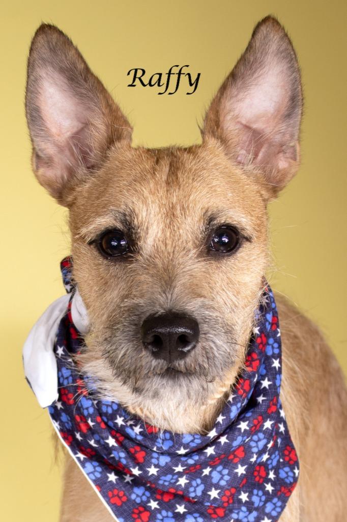 Raffy, a Adoptable mixed breed in Gilbert, AZ image 1/2