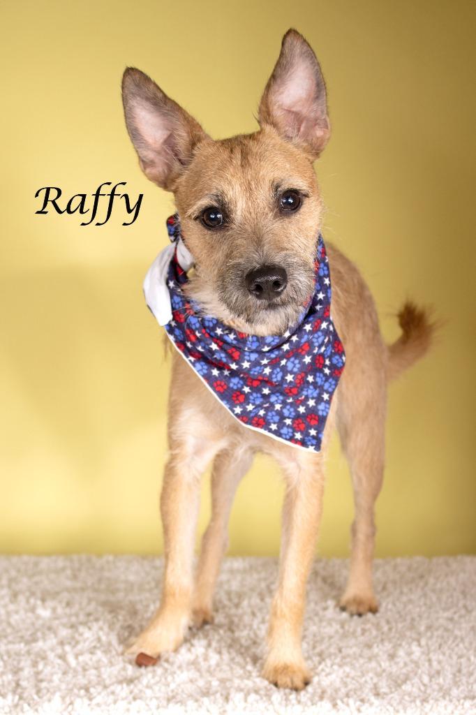 Raffy, a Adoptable mixed breed in Gilbert, AZ image 2/2