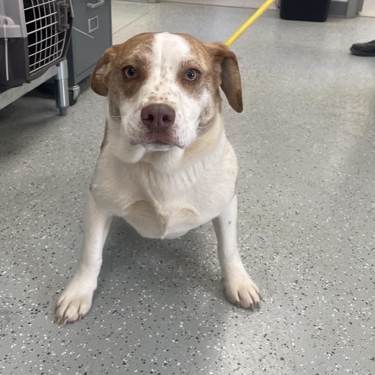 Enlarge Linguine, a Adoptable mixed breed in Galax, VA image 1/1