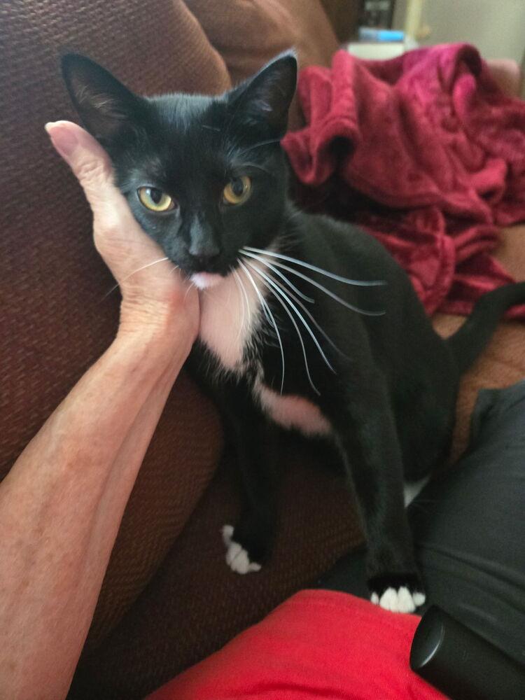 Enlarge Lilli, a Adoptable Domestic Short Hair in Greenbelt, MD image 1/3