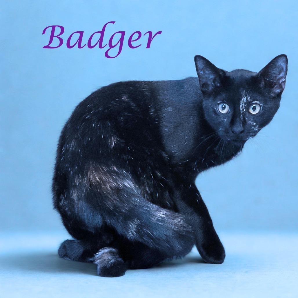 Enlarge Badger C25-280, a Adoptable Domestic Short Hair in Lebanon, TN image 1/6
