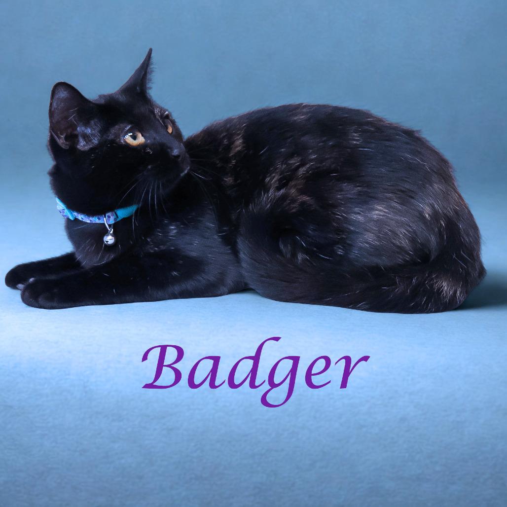 Enlarge Badger C25-280, a Adoptable Domestic Short Hair in Lebanon, TN image 2/6