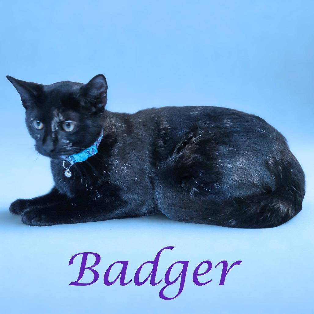 Enlarge Badger C25-280, a Adoptable Domestic Short Hair in Lebanon, TN image 3/6