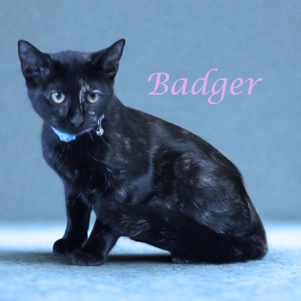 Enlarge Badger C25-280, a Adoptable Domestic Short Hair in Lebanon, TN image 4/6