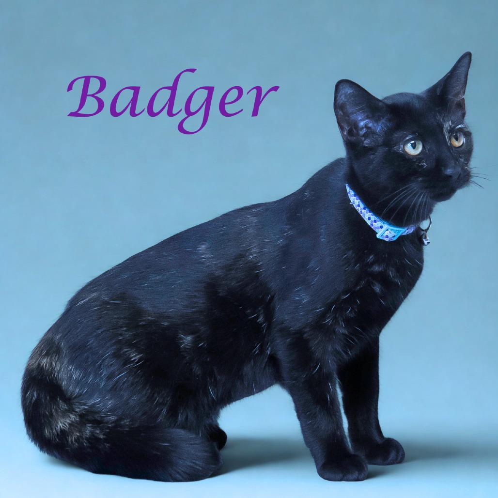 Enlarge Badger C25-280, a Adoptable Domestic Short Hair in Lebanon, TN image 5/6