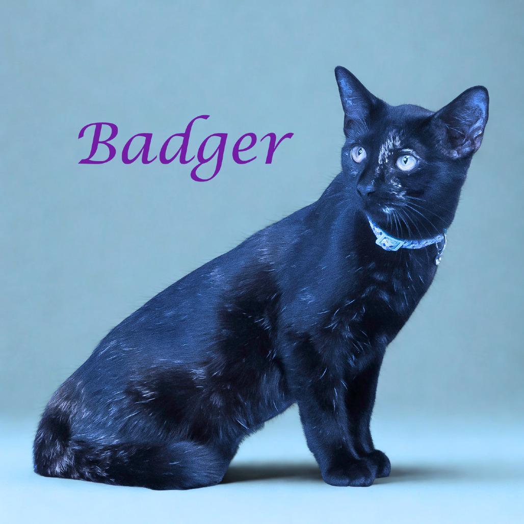 Enlarge Badger C25-280, a Adoptable Domestic Short Hair in Lebanon, TN image 6/6
