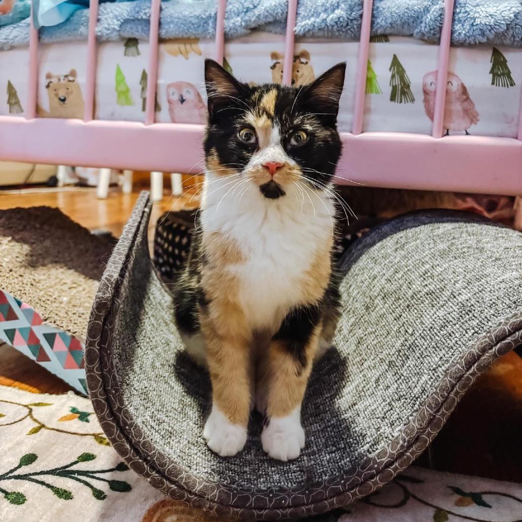 Enlarge Freya 2224, a Adoptable Domestic Short Hair in Kansas City, MO image 1/3