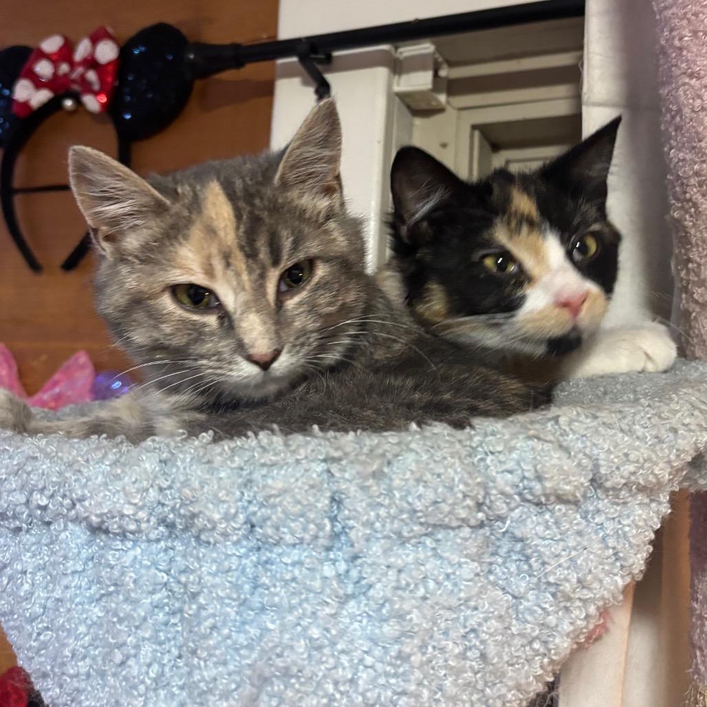 Enlarge Freya 2224, a Adoptable Domestic Short Hair in Kansas City, MO image 2/3