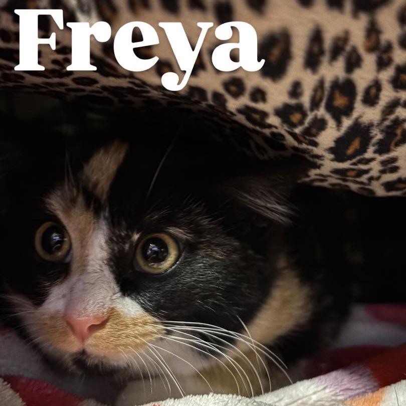 Enlarge Freya 2224, a Adoptable Domestic Short Hair in Kansas City, MO image 3/3