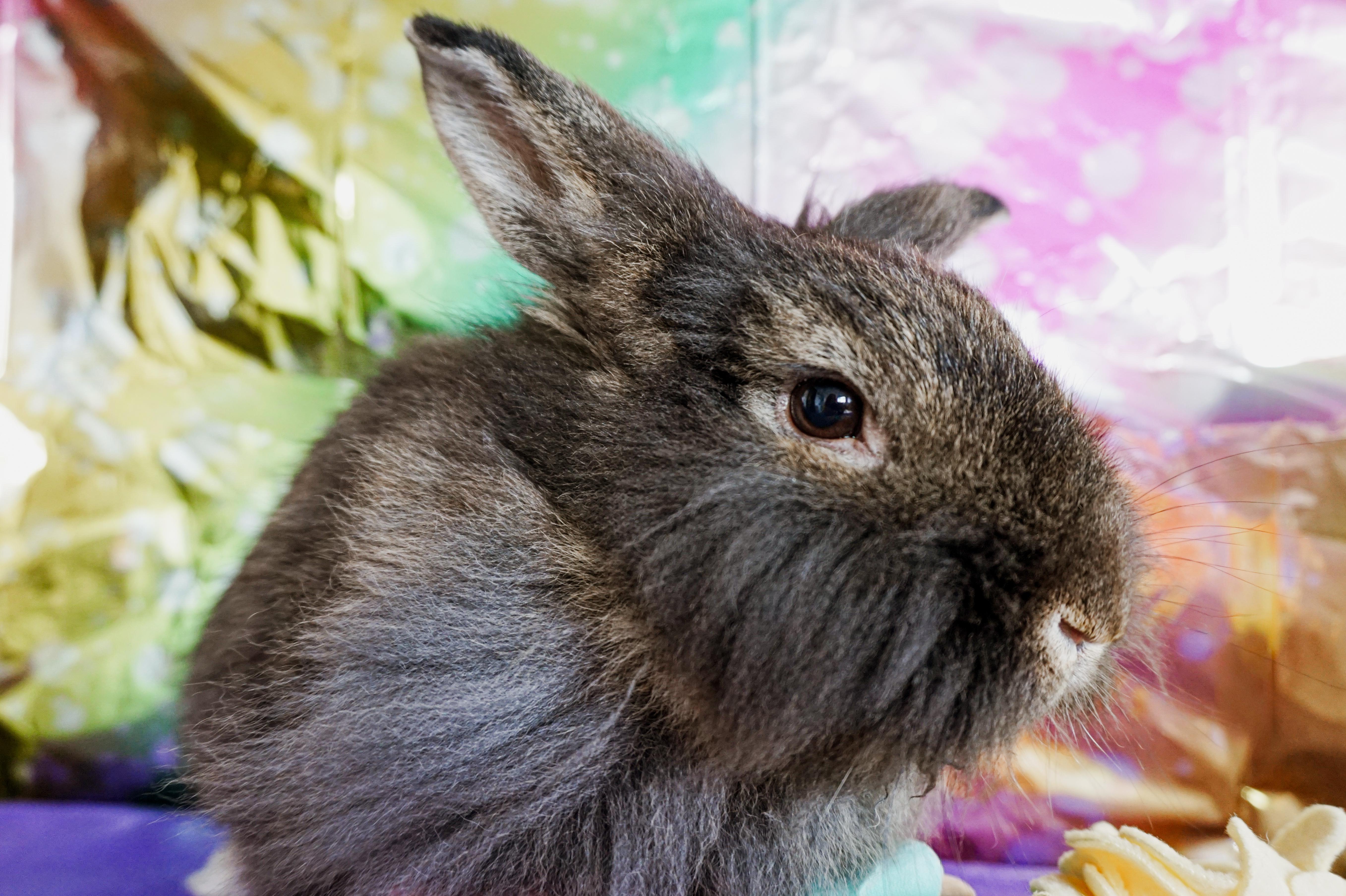 Sir Hops-a-Lot, ADOPTABLE, Adult Male Lionhead.