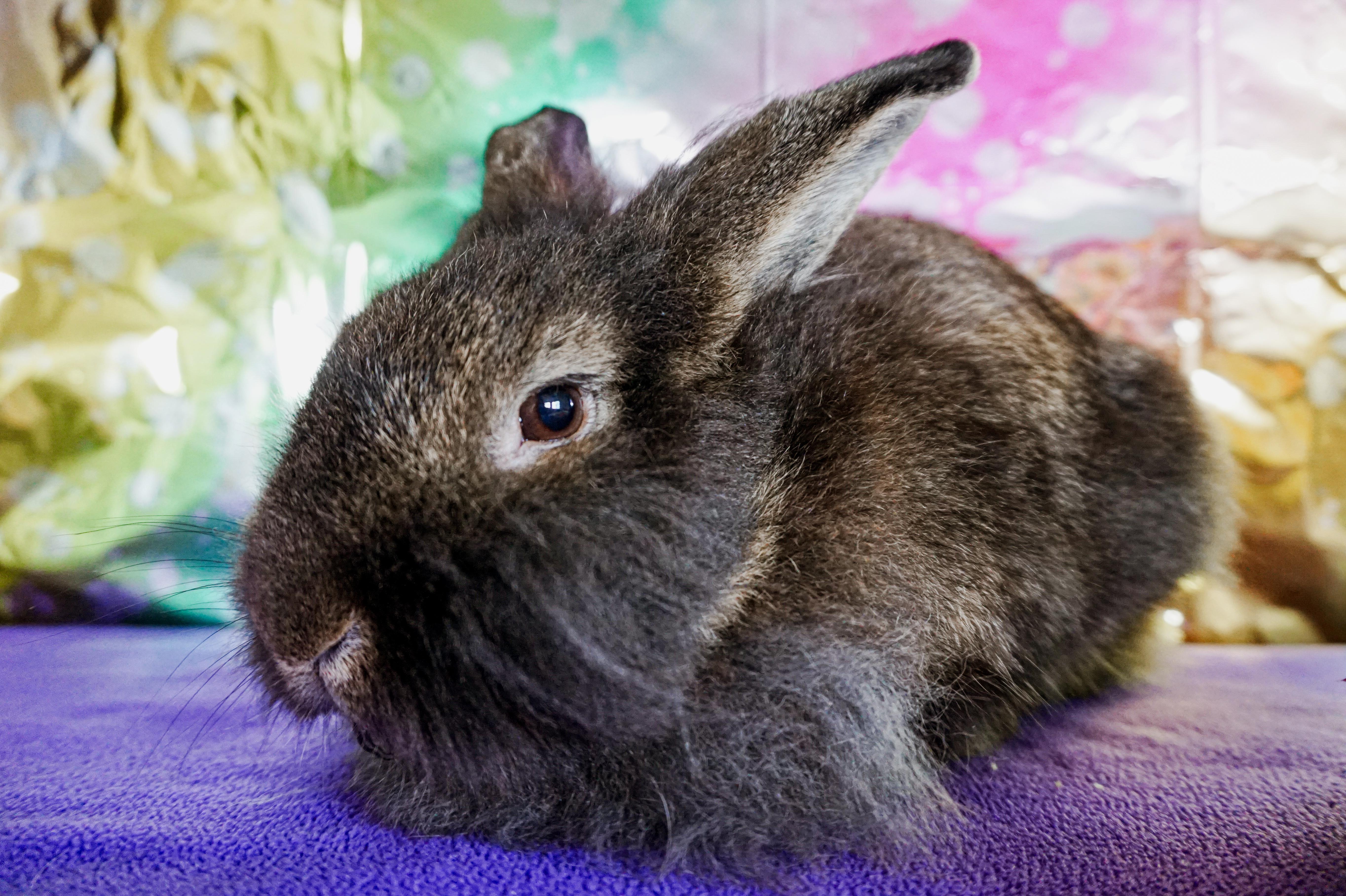 Enlarge Sir Hops-a-Lot, a ADOPTABLE Lionhead in Long Beach, CA image 2/3