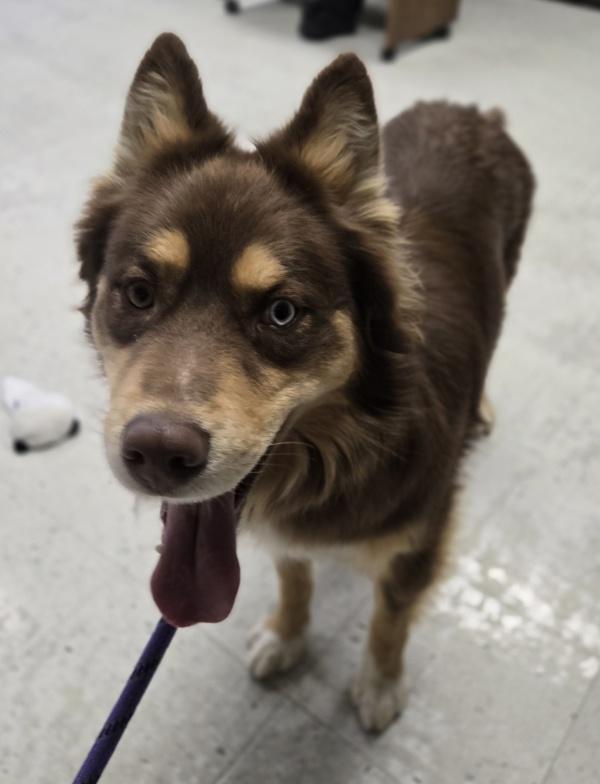 Taz, Adoptable, Adult Male Husky & Australian Shepherd.