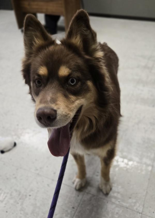 Enlarge Taz, a Adoptable mixed breed in Salt Lake City, UT image 2/3