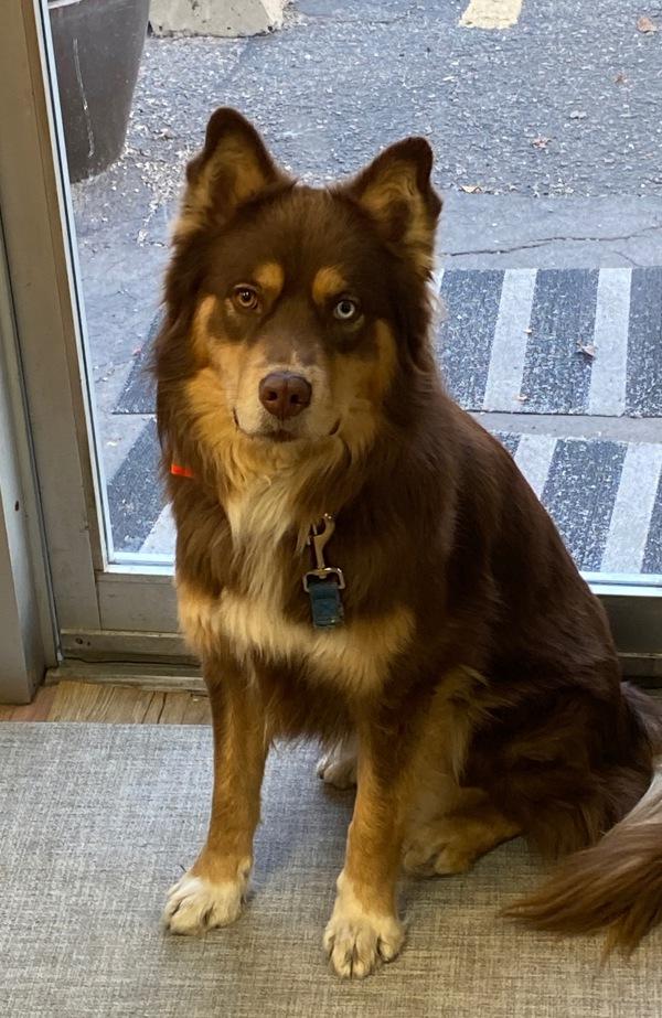 Enlarge Taz, a Adoptable mixed breed in Salt Lake City, UT image 3/3